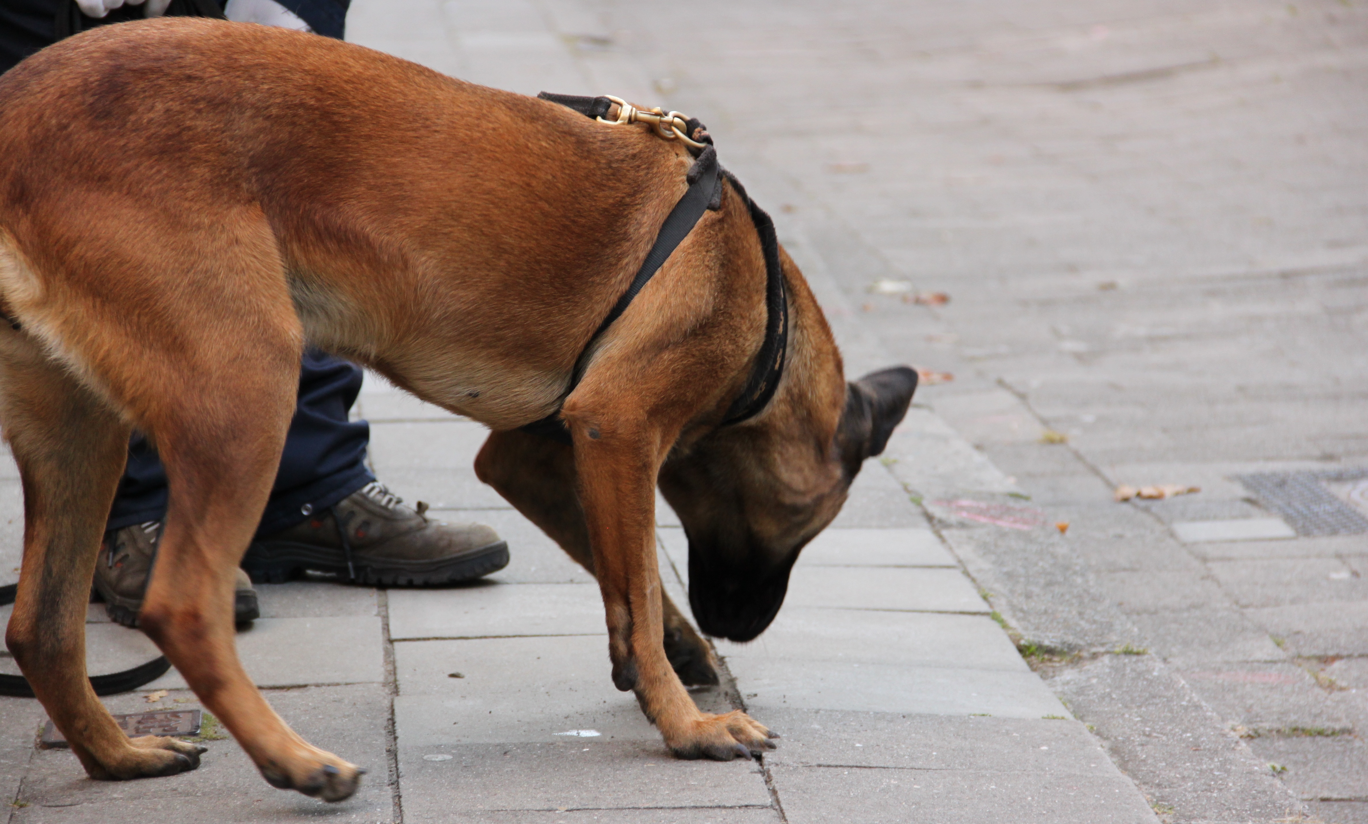 Watch how detection dog Mecky finds electrical short circuits
