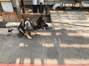 Leak detection with sniffing dogs