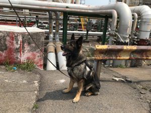 Leak detection with sniffing dogs
