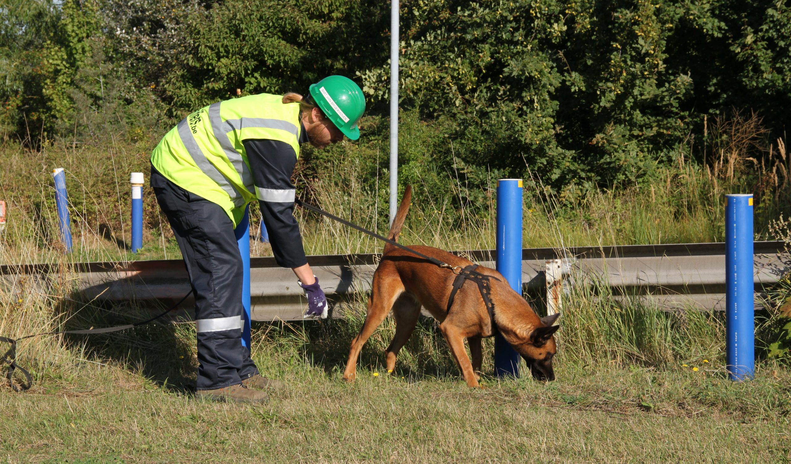 Methane leak detection on buried pipelines with sniffing dogs